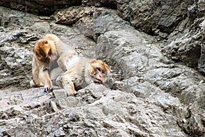 Barbary macaques
