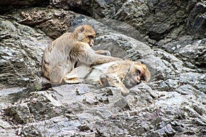 Barbary macaques