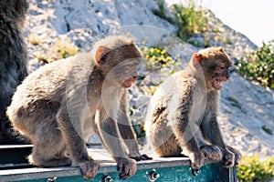 Barbary Macaques photo