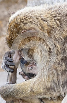 Barbary Macaques - Mother and infant - Gibraltar.