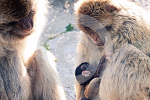 Barbary Macaques photo