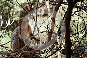 Barbary macaques in the wild in a tree