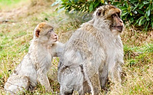 Barbary Macaques (Macaca sylvanus), grooming.