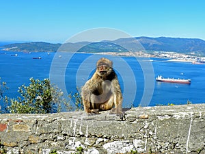 Barbary monkey ape and Aerial View Rock of Gibraltar, Europe