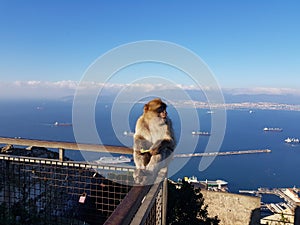 Barbary Monkeys sylvanus macaca