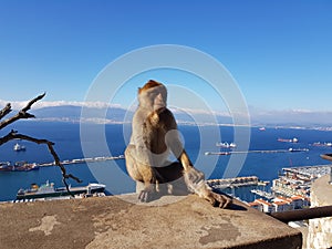 Barbary Monkeys sylvanus macaca