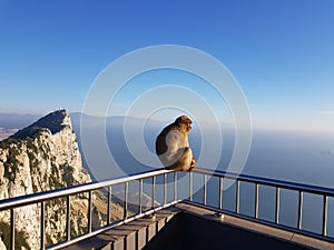 Barbary Monkeys sylvanus macaca