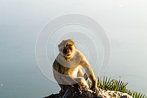 Barbary Monkeys sylvanus macaca