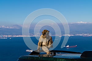 Barbary Monkeys sylvanus macaca