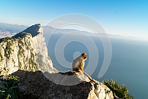 Barbary Monkeys sylvanus macaca