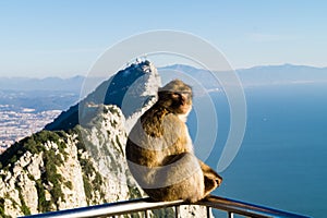 Barbary Monkeys sylvanus macaca