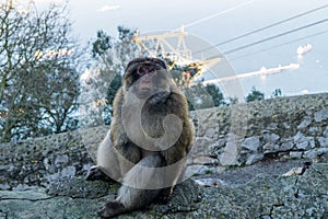 Barbary Monkeys sylvanus macaca