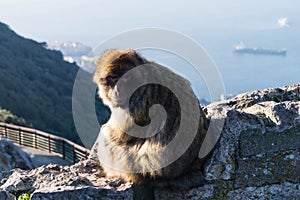 Barbary Monkeys sylvanus macaca