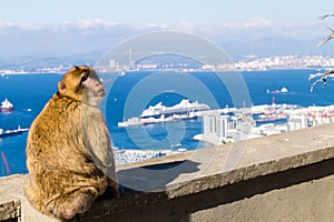 Barbary Monkeys sylvanus macaca