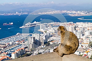 Barbary Monkeys sylvanus macaca