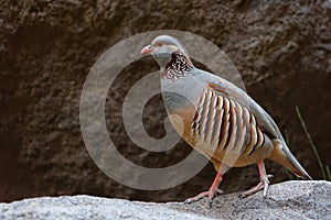 Barbary Partridge - Alectoris barbara is gamebird in the pheasant family Phasianidae of the order Galliformes. It is native to