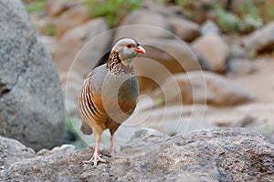 Barbary Partridge - Alectoris barbara is gamebird in the pheasant family Phasianidae of the order Galliformes. It is native to