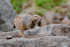 Barbary Partridge - Alectoris barbara is gamebird in the pheasant family Phasianidae of the order Galliformes. It is native to