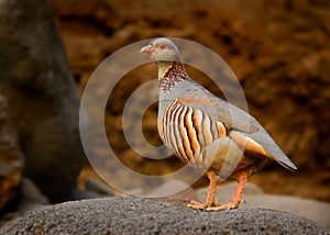 Barbary Partridge - Alectoris barbara is gamebird in the pheasant family Phasianidae of the order Galliformes. It is native to