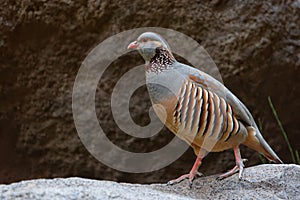 Barbary Partridge - Alectoris barbara is gamebird in the pheasant family Phasianidae of the order Galliformes. It is native to