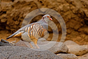 Barbary Partridge - Alectoris barbara is gamebird in the pheasant family Phasianidae of the order Galliformes. It is native to photo