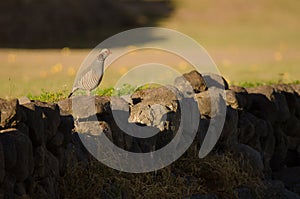 Barbary partridge Alectoris barbara koenigi.