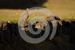 Barbary partridge Alectoris barbara koenigi.