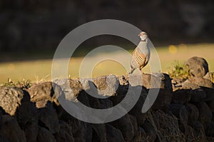 Barbary partridge Alectoris barbara koenigi.