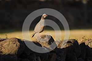 Barbary partridge Alectoris barbara koenigi.