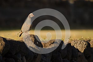 Barbary partridge Alectoris barbara koenigi.