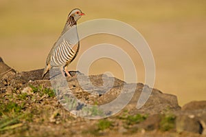 Barbary partridge Alectoris barbara koenigi.