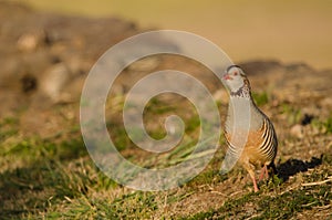 Barbary partridge Alectoris barbara koenigi.