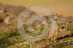 Barbary partridge Alectoris barbara koenigi.