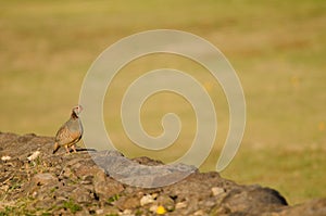 Barbary partridge Alectoris barbara koenigi.