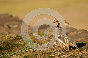 Barbary partridge and Berthelot's pipit in the background.