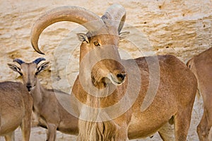Barbary Sheep