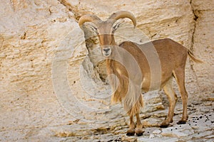 Barbary Sheep photo