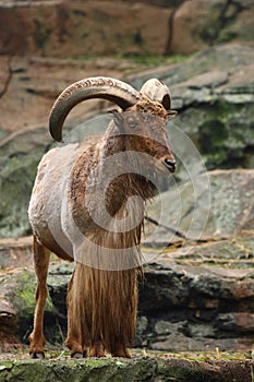 Barbary Sheep photo