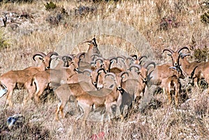 Barbary Sheep