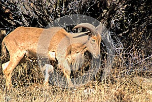 Barbary Sheep