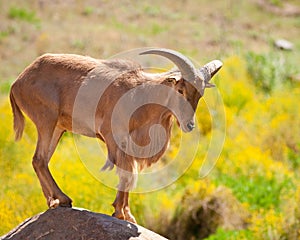 Barbary Sheep