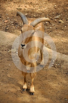 Barbary Sheep