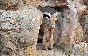 Barbary sheep