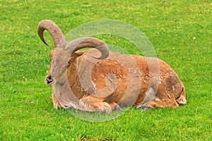 Barbary sheep