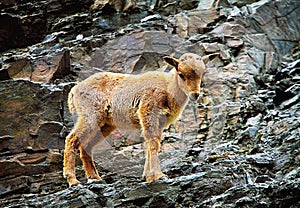 Barbary sheep