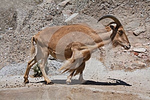 Barbary sheep