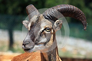 Barbary sheep