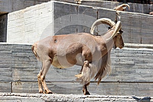 Barbary sheep