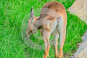 Barbary sheep, also known as aoudad is a species of caprine native to rocky mountains in North Africa. Six subspecies