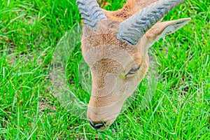 Barbary sheep, also known as aoudad is a species of caprine native to rocky mountains in North Africa. Six subspecies